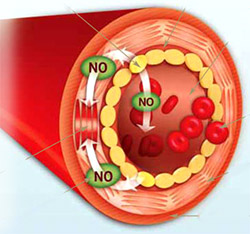 no-arteries